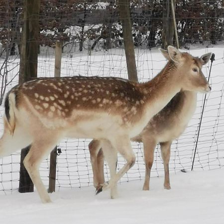 Herzfennerhof Mobilheim Auw bei Prum Екстериор снимка